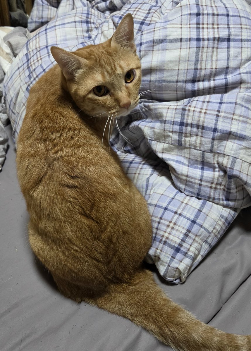 dolphinkicks's tweet photo. 相変わらず爪切りさせてくれないちゃとくん🐯🙄⁡
⁡ #ちゃとくん  #ねこ  #ねこのいる生活  #ねこ写真  #猫
               https://t.co/8XiCyvZ8l2 https://t.co/HAUoOXkagm
