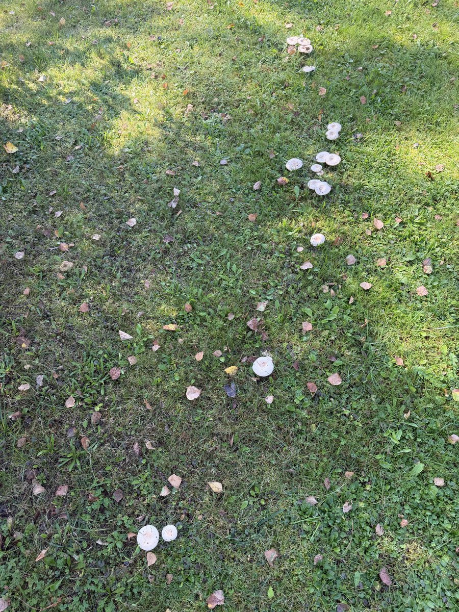 MagdalenaMojb's tweet photo. @Magdale45152669 wiesz co to za grzyby? Pełno nam się w ogrodzie pojawiło 🍄‍🟫 https://t.co/i3rHPNf9Z0