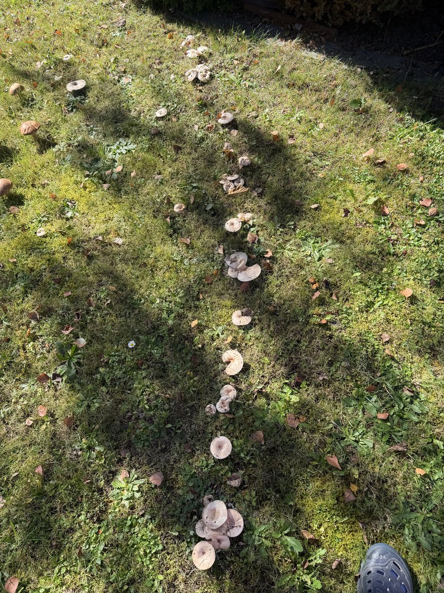 MagdalenaMojb's tweet photo. @Magdale45152669 wiesz co to za grzyby? Pełno nam się w ogrodzie pojawiło 🍄‍🟫 https://t.co/i3rHPNf9Z0