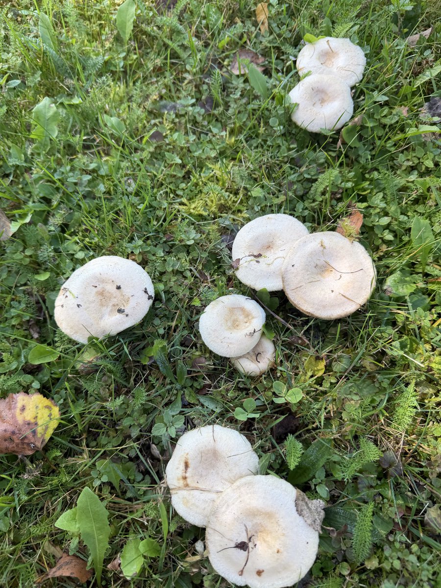 MagdalenaMojb's tweet photo. @Magdale45152669 wiesz co to za grzyby? Pełno nam się w ogrodzie pojawiło 🍄‍🟫 https://t.co/i3rHPNf9Z0