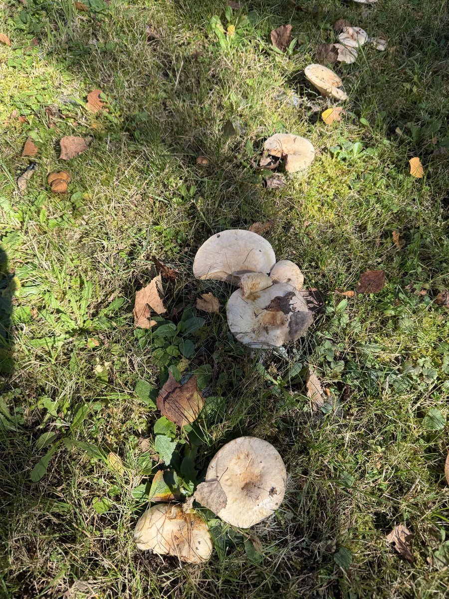 MagdalenaMojb's tweet photo. @Magdale45152669 wiesz co to za grzyby? Pełno nam się w ogrodzie pojawiło 🍄‍🟫 https://t.co/i3rHPNf9Z0