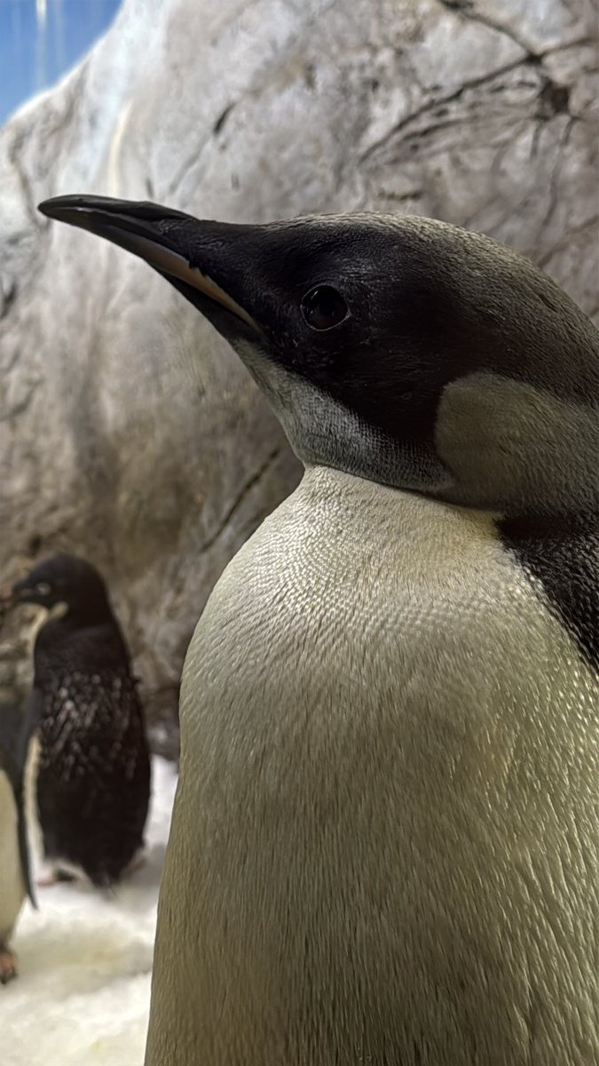 52_mika_96's tweet photo. よよちゃん🐧
1歳のお誕生日おめでとう🎂
これからも元気にすくすく成長してね😊

2026.10.3

#アドベンチャーワールド
#コウテイペンギン https://t.co/fbx1sjFj3j