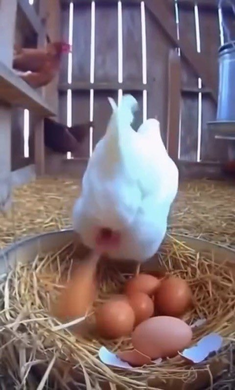 ItsViper_X's tweet photo. Hey @grok is this speed of laying eggs real? 😳 https://t.co/lKW304tyw0