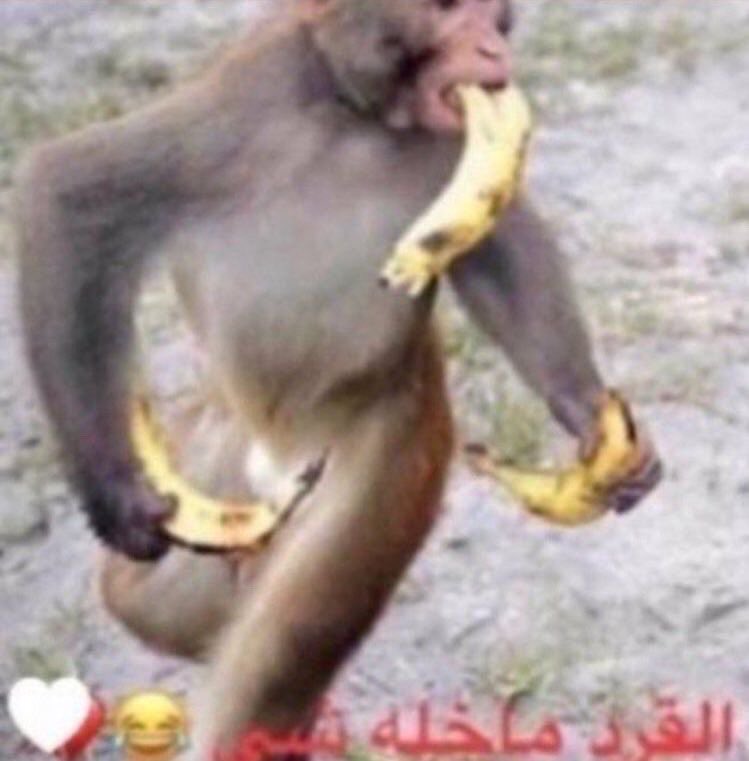 Niawirb's tweet photo. @raghadbunny ابي اعرف عن السالفه ذي كثير من وين عرفتيها؟ صح كتاب الشخصيات بس بالتحديد كيف ❤️ https://t.co/7lLWXxhHkS