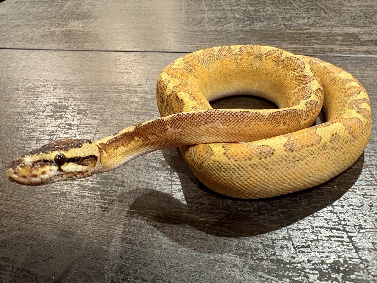 Ttri_BallPython's tweet photo. 販売個体紹介

0.1HGWマルディグラ50%hetDG

¥58,000

鮮やかな黄色が目を引く子です！

＊気になる生体がいましたらお気軽にDMお待ちしております🐍

#T_tri
#ボールパイソン https://t.co/455Y49U0aV