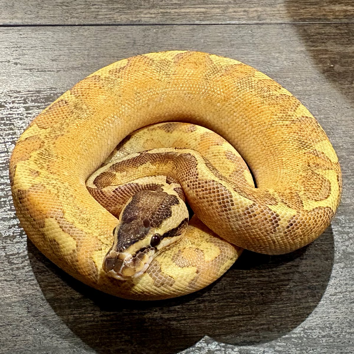 Ttri_BallPython's tweet photo. 販売個体紹介

0.1HGWマルディグラ50%hetDG

¥58,000

鮮やかな黄色が目を引く子です！

＊気になる生体がいましたらお気軽にDMお待ちしております🐍

#T_tri
#ボールパイソン https://t.co/455Y49U0aV