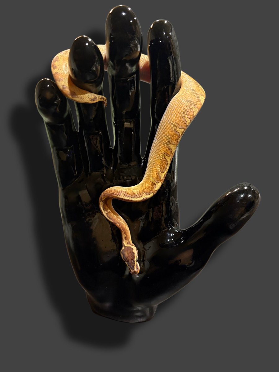 Ttri_BallPython's tweet photo. 販売個体紹介

0.1HGWマルディグラ50%hetDG

¥58,000

鮮やかな黄色が目を引く子です！

＊気になる生体がいましたらお気軽にDMお待ちしております🐍

#T_tri
#ボールパイソン https://t.co/455Y49U0aV
