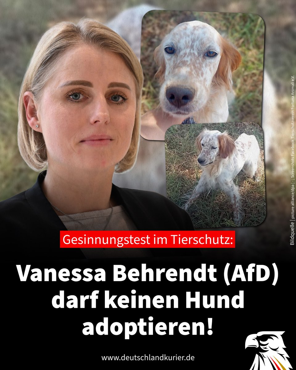 Deu_Kurier's tweet photo. Gesinnungstest im Tierschutz: Vanessa Behrendt (AfD) darf keinen Hund adoptieren!

Die niedersächsische AfD-Landtagsabgeordnete @MdlBehrendt wollte der ausgesetzten Setter-Hündin "Setia" aus Italien ein liebevolles Zuhause schenken. Doch der vermittelnde Tierschutzverein erteilte der Politikerin eine schroffe Absage wegen ihres Parteibuchs – und das, obwohl die @AfD_LV_NDS-Politikerin eine ausgebildete Hundetherapeutin ist!

Der Fall sorgt im Netz für Fassungslosigkeit und Zorn. Die Verweigerung einer Tieradoption aus politischen Gründen (einem Hund dürfte das Parteibuch ziemlich egal sein) zeigt exemplarisch, welche grotesken Blüten die ideologische Borniertheit hierzulande inzwischen treibt.

Vanessa Behrendt, familienpolitische Sprecherin der @AfDFraktionNDS, bedauerte die Entscheidung auf Ihrem X-Kanal: „Wenn die eigene Ideologie wichtiger ist als das Wohl der Tiere: Man lässt einen Hund lieber in einem ausländischen Tierheim versauern, als ihm ein liebevolles Zuhause zu schenken, bloß weil die politische Einstellung nicht passt. Der armen Maus wäre das wohl ziemlich egal. Es tut mir so leid, ich hätte dir gern ein schönes Zuhause mit zwei weiteren Hundekumpels gegeben.“