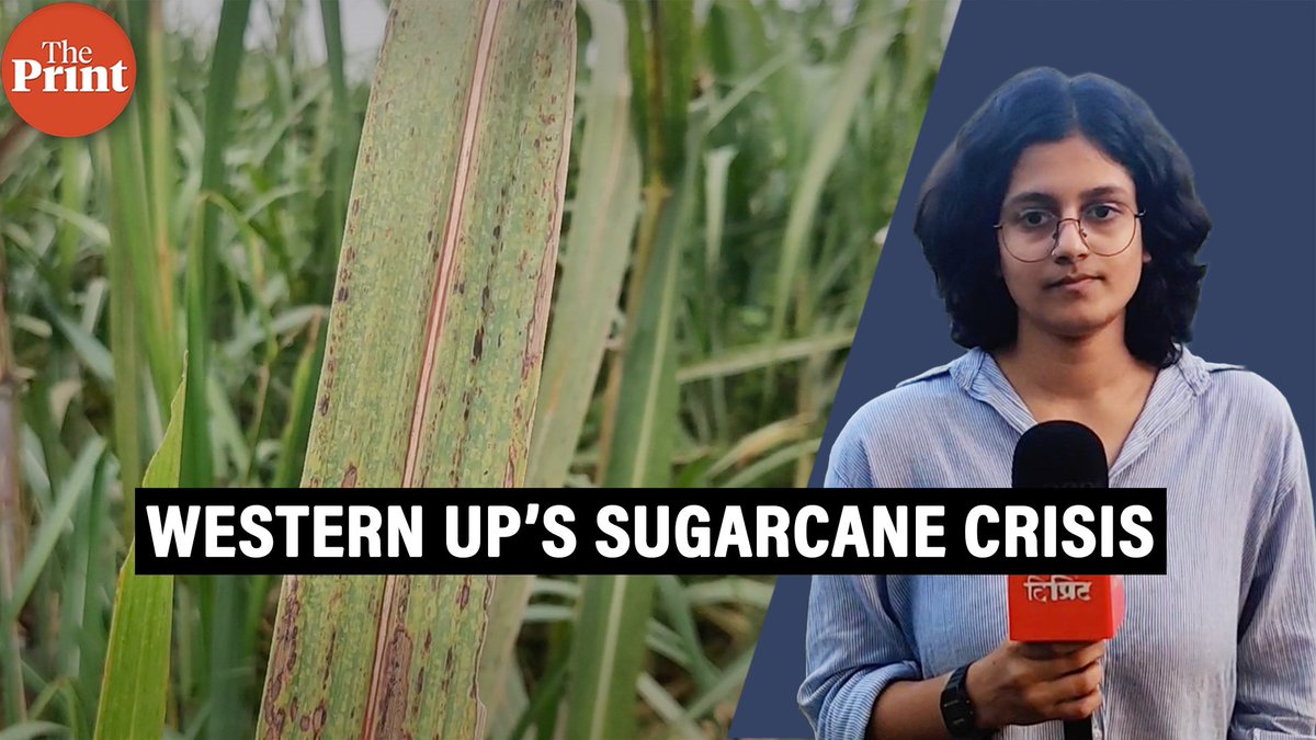 ThePrintIndia's tweet photo. CO 0238 was bred to deliver record-breaking yields, today, widespread fungal disease, red rot, is leading to widespread crop failure. Farmers are spending thousands on sprays while facing 50% yield drops. Watch #ThePrintGroundReport by @JanakiPan 

https://t.co/88JW2DgwCS https://t.co/CdibFWjNaH