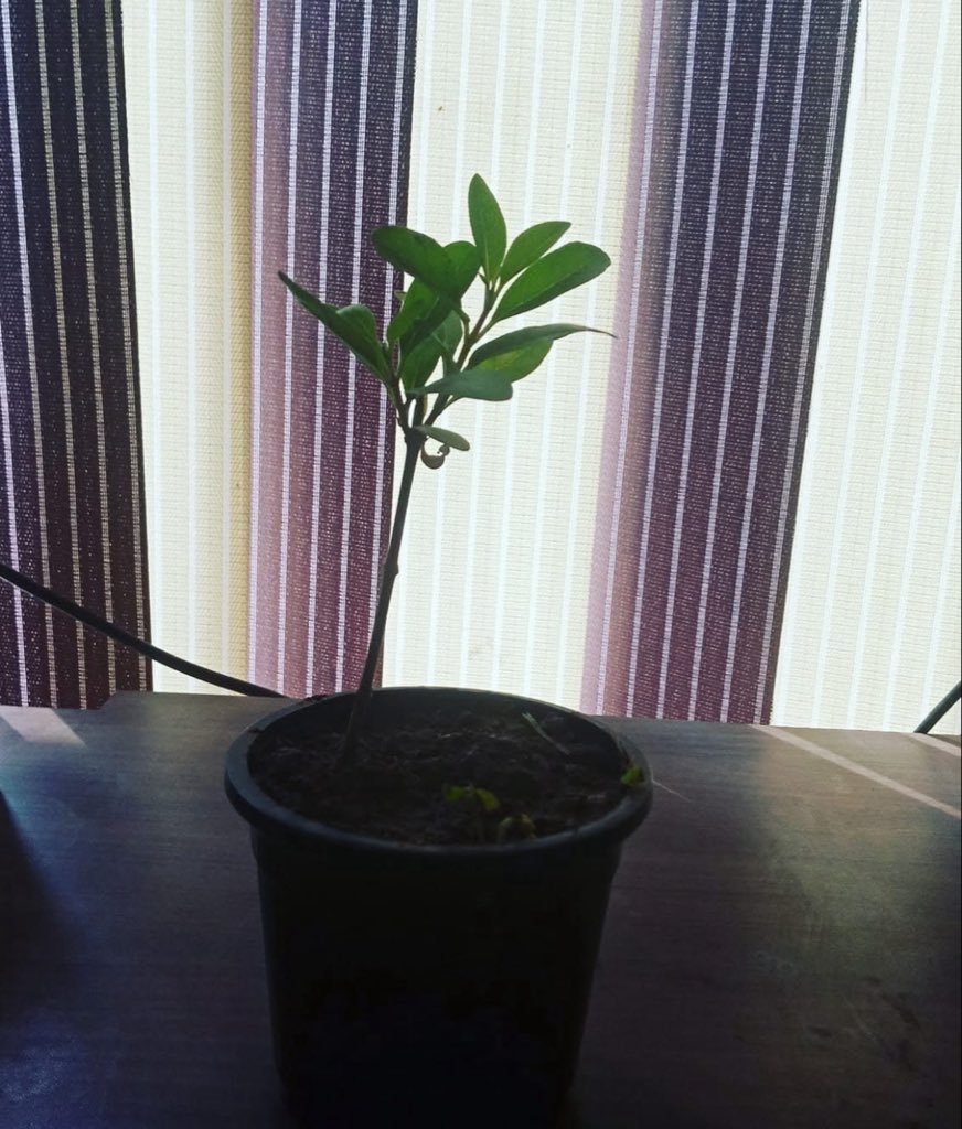 Worldmahi03's tweet photo. Tweet - 761 uh are your best 
thing ☔️👒🔱
#tree #Oxygen #soil https://t.co/anH3MNtexY