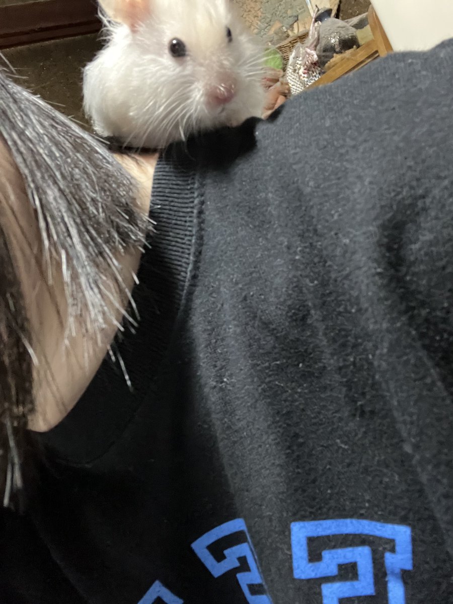fteexo_17's tweet photo. 🐹くん 30分以上ずっと動かない
私の肩にやどりぎのタネでも植え付けてる？笑 https://t.co/tWNuDcO0rU