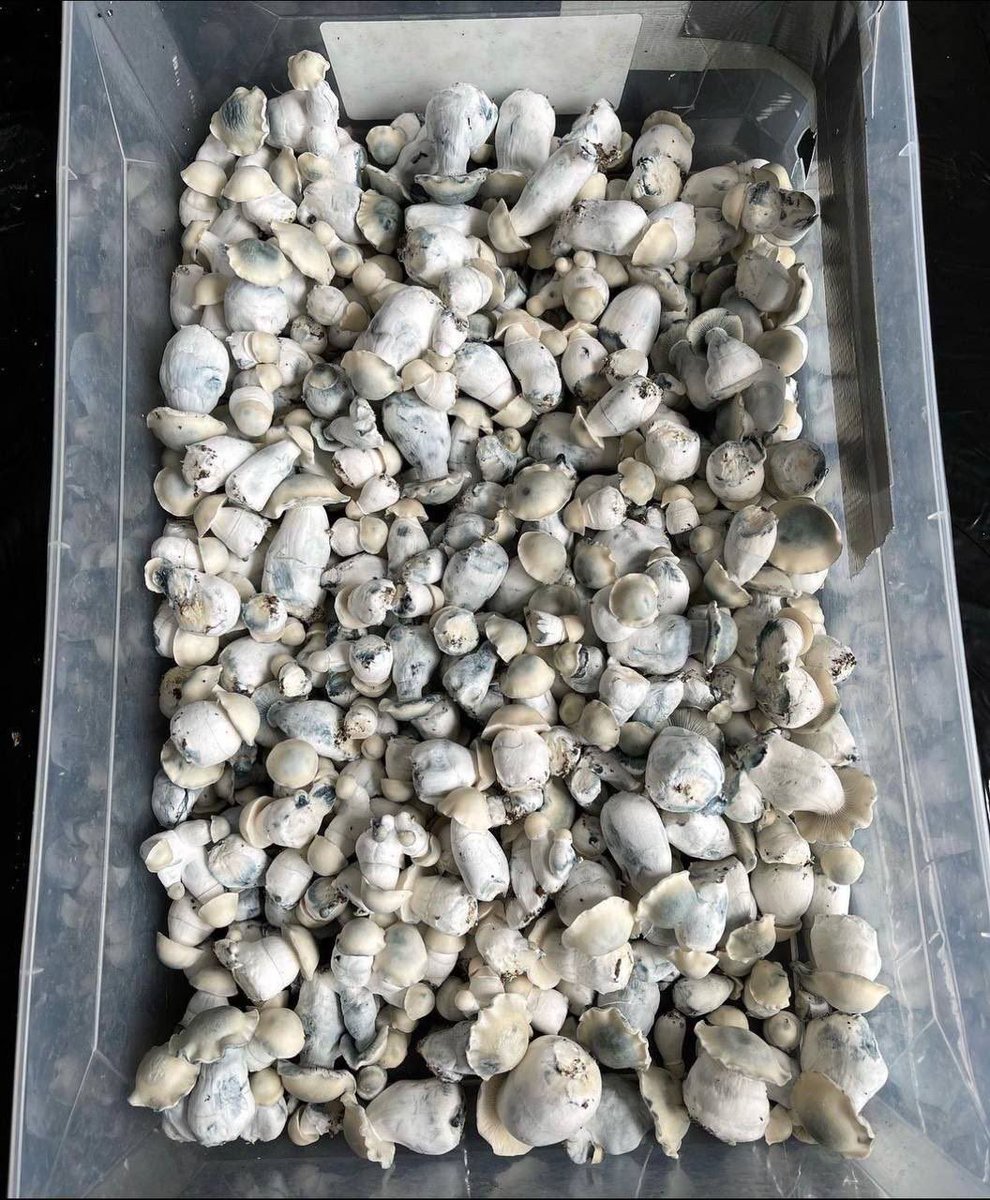 EliottMyco's tweet photo. Grown in silence. Harvested in mystery. 🍄🌑
#mushroom https://t.co/K2alRlkX8n