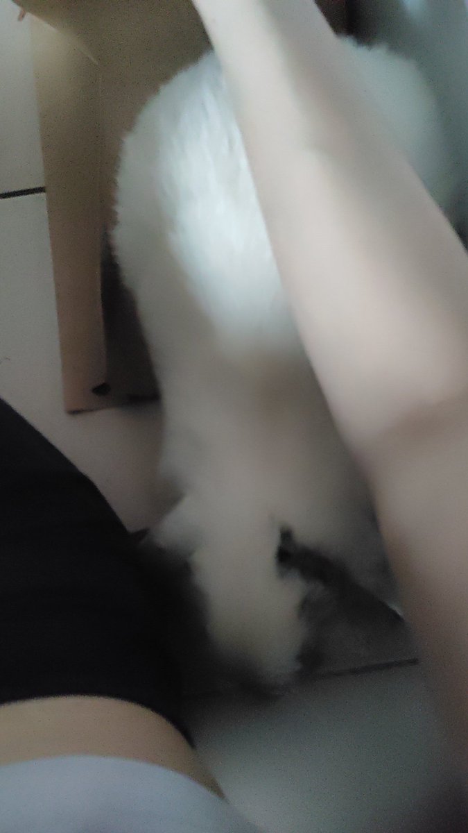 Maousanart's tweet photo. He asks for cuddle he loves me so much and I love him so much why do I have to be allergic and give him a new home 😭😭😭 https://t.co/wfmbbEJVTf