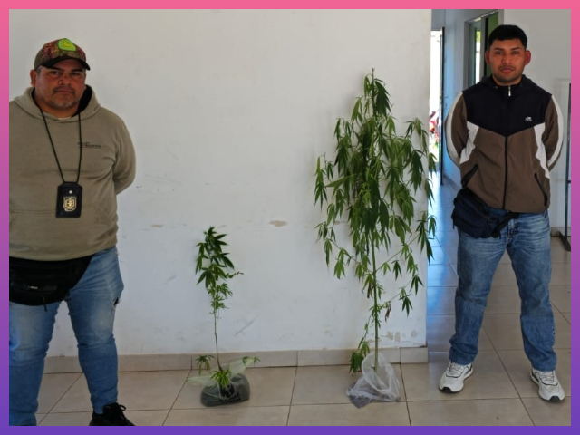 NPChaco1's tweet photo. PAMPA DEL INFIERNO: Dos Procedimientos Policiales: Esclarecieron Un #Hurto Y Secuestraron Plantas De #Marihuana
#NoticiasDelParana https://t.co/vomISzuTUQ https://t.co/U2h39LAOH1
