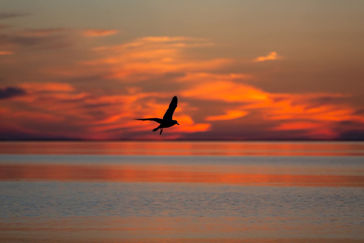 Havenlust tweet picture