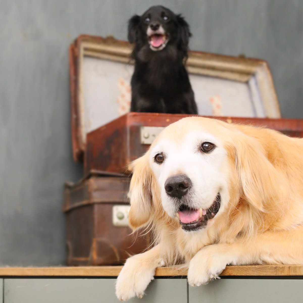 studiodogrun's tweet photo. 昨年に続き、今年もお誕生日記念を撮影させていただきました♪

昨年は大きな病気からの回復を祝う9歳記念。
そして今年は、節目の10歳。
また一年後に元気な姿を撮影できたことが、本当にうれしいです。

素敵な表情をたくさん見せてくれました♪

10歳のお誕生日、おめでとうございます。 https://t.co/cEqz1kxh6J