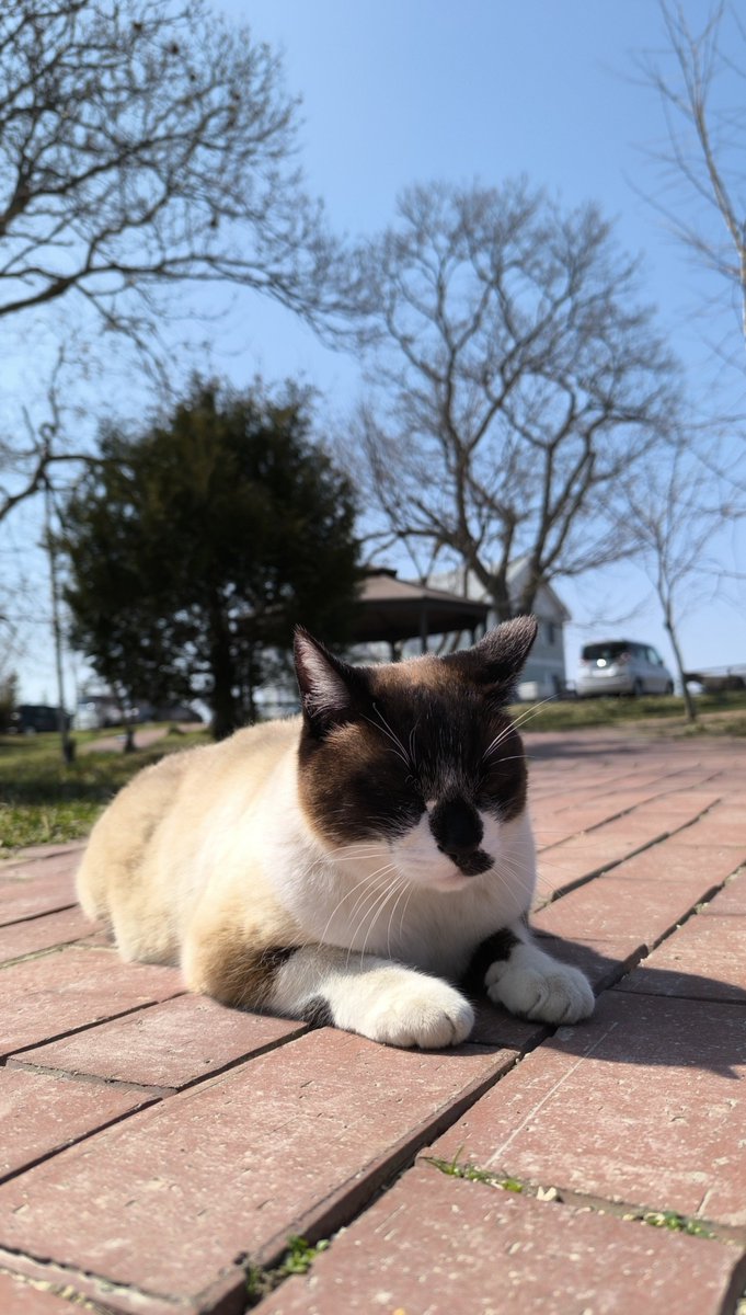Kurehapwq's tweet photo. コアラーーーー。
見つけて足を止めると寄ってきてくれたりスリスリしてくれたりとてもとても懐こくて可愛かった😭天国でゆっくり休んでね...。 https://t.co/zrLdw75j6j