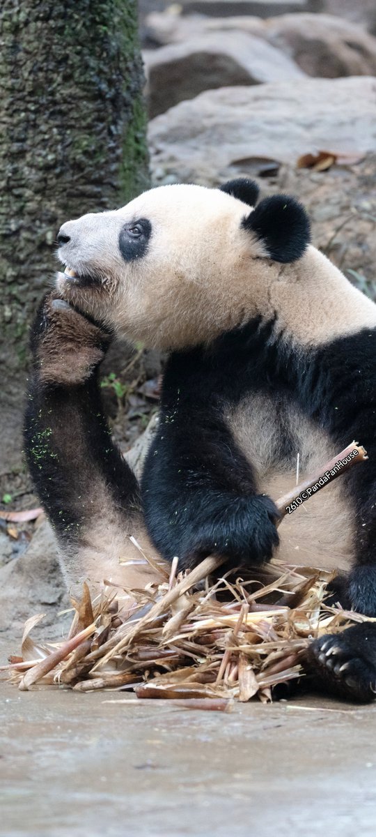 PandaFanHouse's tweet photo. 今日、高氏貴博さんが上野から会いに来てくれたよ🐼 上野生まれの3匹がめっちゃ元気！
ほら、この3枚見て：
香香は立ってお手振り👋
暁暁は木登りして遠くを見てる🌳
蕾蕾はキックで売萌え🦵
まさか3匹、上野の匂いを嗅ぎつけた？😳
おやすみ🌙
📷261003Ya'an碧峰峡ⒸPandaFanHouae https://t.co/TZZZrsvS1L