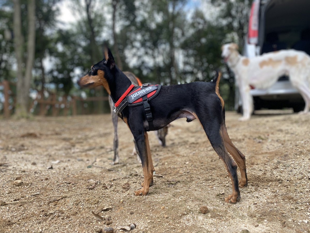 basic_haru's tweet photo. 世界最速の犬、圧倒的な速さを見せつけてた🐶
4時間たっぷり楽しんだから今は泥のように寝てる🤣 https://t.co/ebNf5TzliD