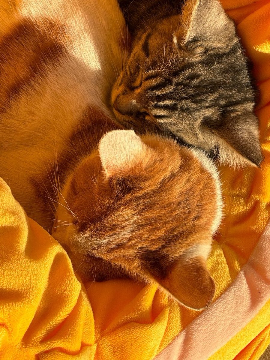 IsabelWeldmrti's tweet photo. Mi gatito me hace cada día más feliz, la mejor compaía del mundo! https://t.co/72mQ9FJmRd