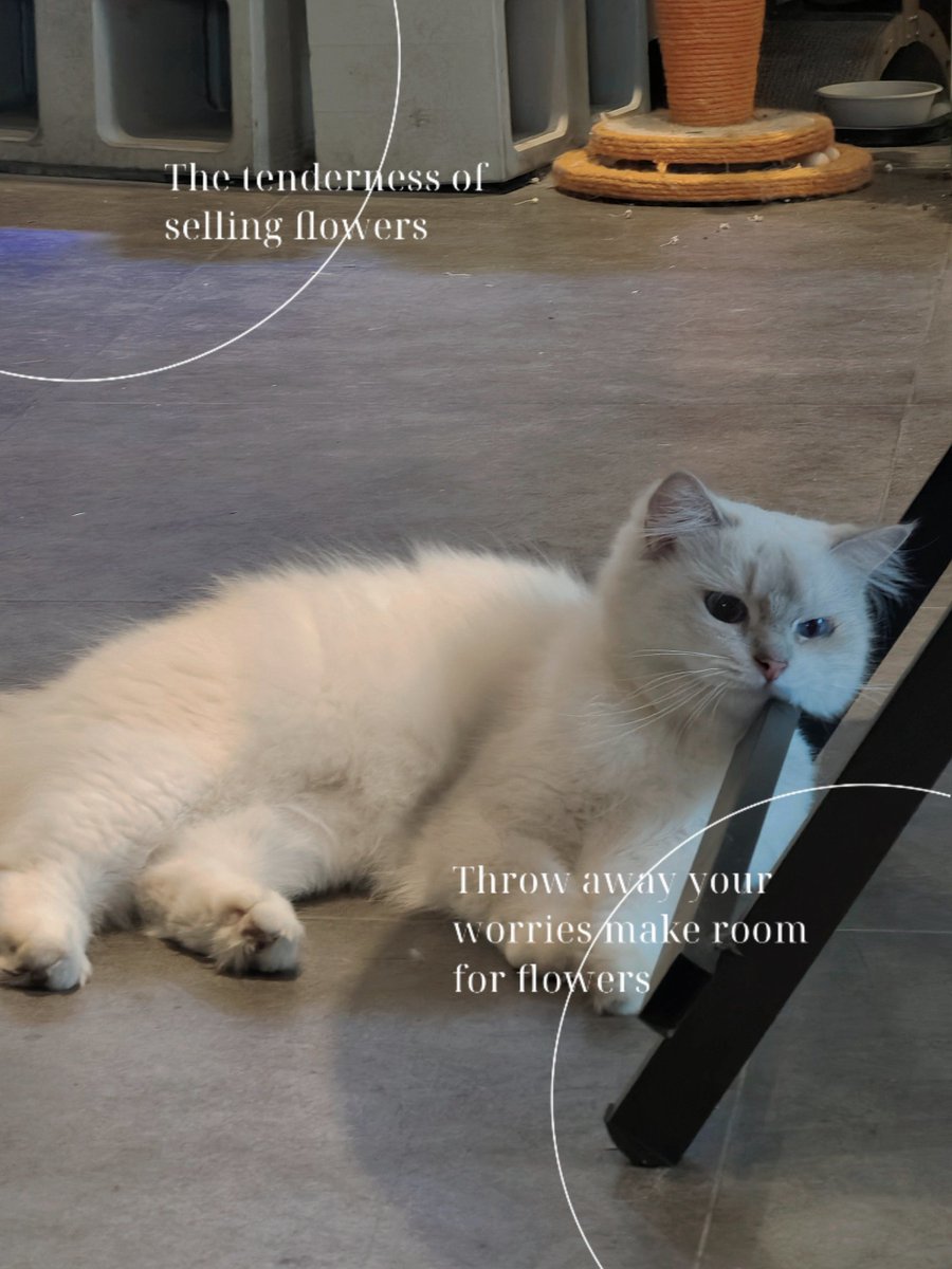 ID38WgcV86AmWKi's tweet photo. "The rose petal dance in the breeze, a fast squirrel skips by, bran flakes crunch softly, and a playful cat splashes water—little joys making the day bright!"， https://t.co/n3AZ9UZMGa