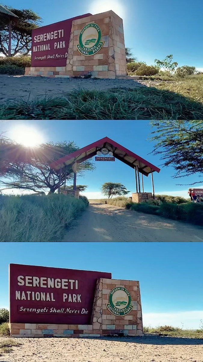 yanfiu's tweet photo. The Serengeti restores something in us: a calm rhythm, a sense of belonging to the natural world. No one returns unchanged, with tawny lions in memory and great herds in imagination. https://t.co/AuInBxoxmE