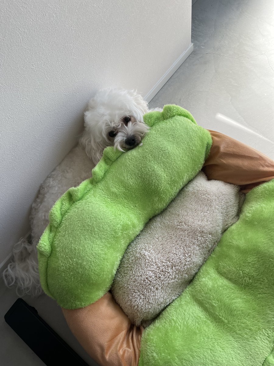 mineco_gg's tweet photo. もらったホットドッグベッドが人気 https://t.co/jphoQtaevM