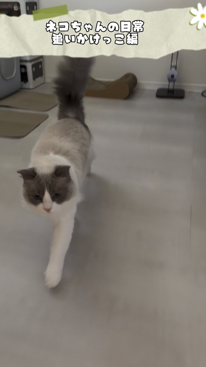 A grey and white cat walks across a light-colored floor in a home setting, with Japanese text overlay reading 'ネコちゃんの日常 追いかけっこ編' (Cat's Daily Life - Chase Scene).