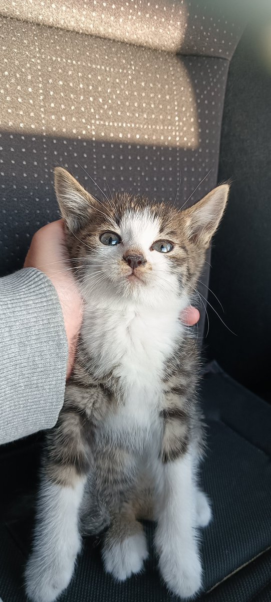 sakuratubame96's tweet photo. ねぇネットの民助けて！

子猫が車のボンネットに入ってた！
救出したはいいけどこの位の月齢の子猫どう扱えばいいか分からない...

ちなみにうちは鳥飼なので猫は飼えません😿 https://t.co/JsVry2IJJt