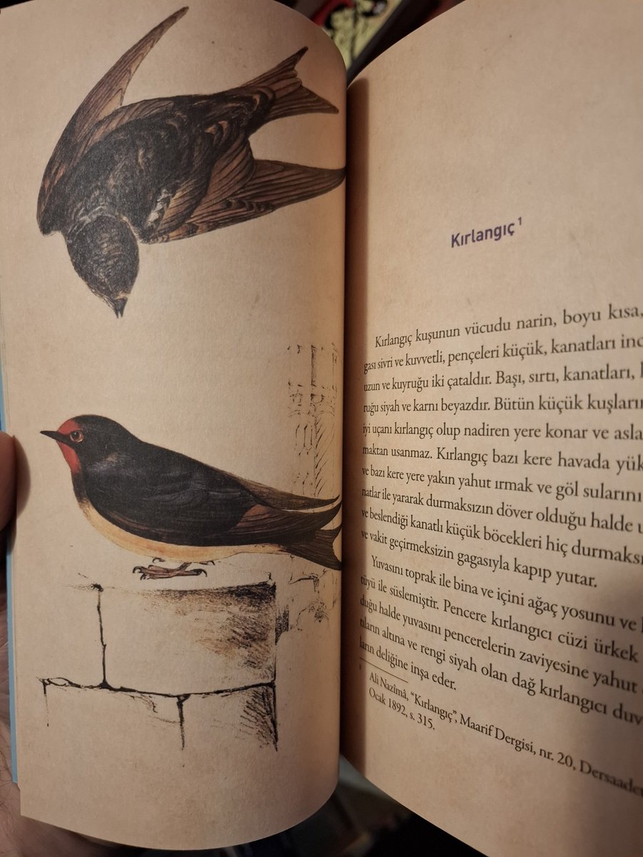melville_teroru's tweet photo. O koca başlıklar, büyük analizler dünyayı öbür dünyayı kuşatan kitapları bırakın. Kendinize bir iyilik yapıp şu resimli Kuşlar Kitabı'nı alın. https://t.co/J50XoK6Ple