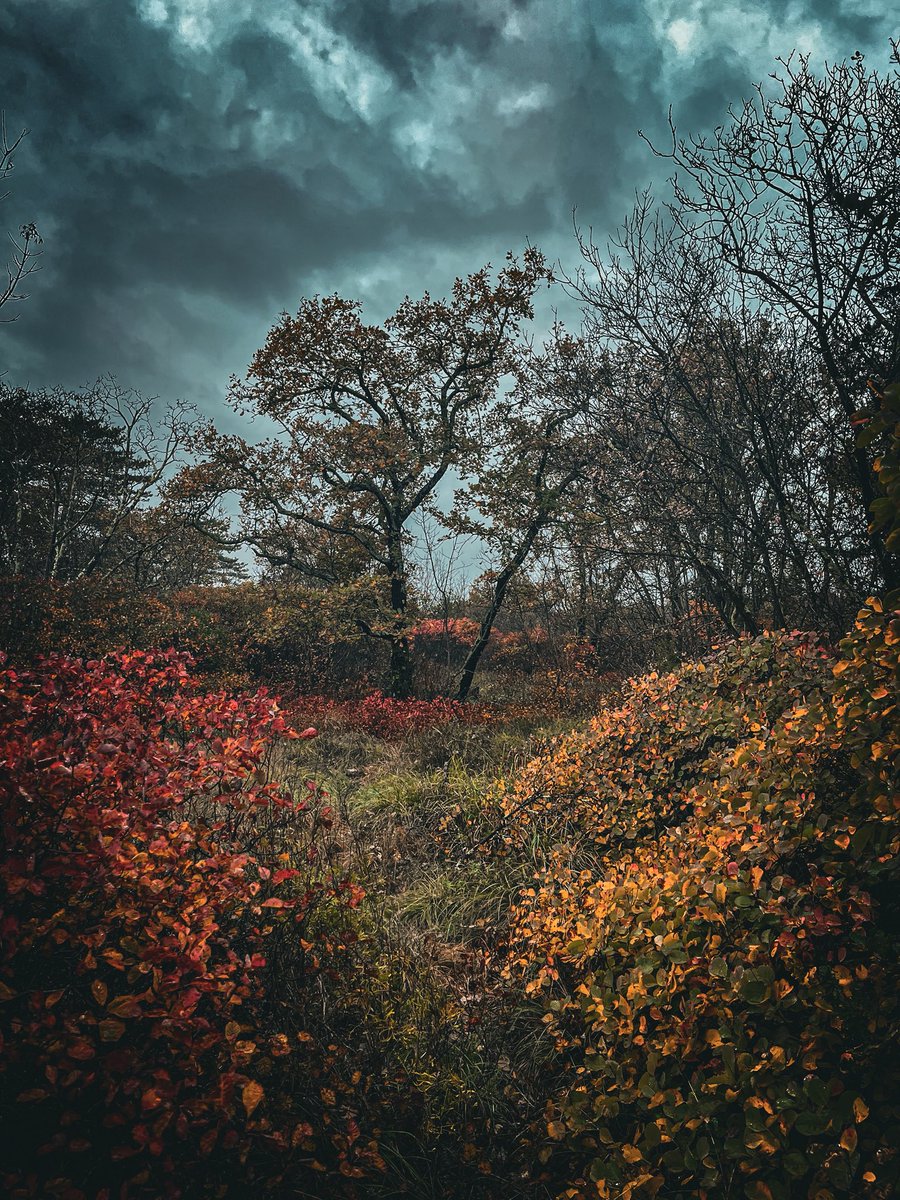 Wildredd9's tweet photo. as October unfolds.. https://t.co/HeACVgnira