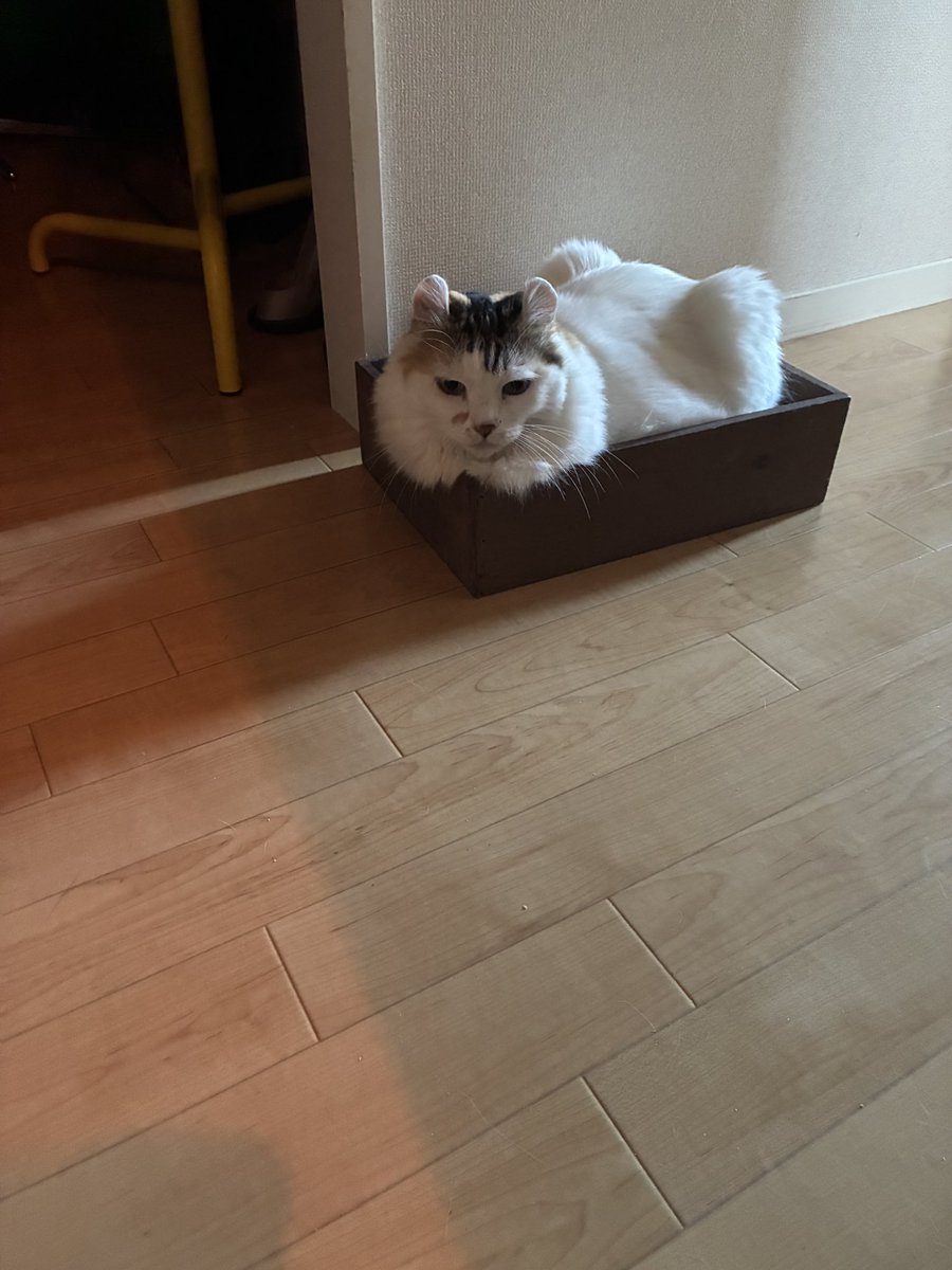 mikesukoame's tweet photo. 片付けをして一旦出した箱、
すぐはいるんだから。 https://t.co/2TF673nMLv