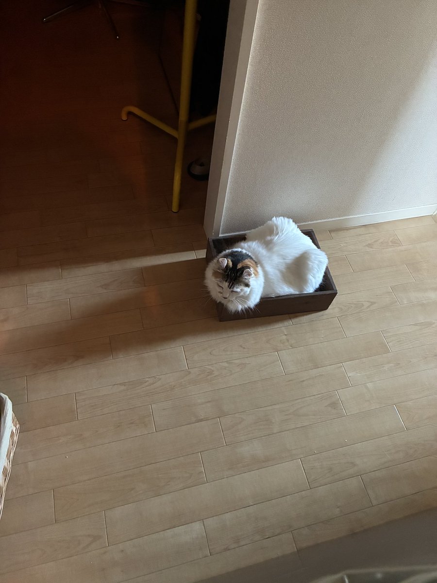mikesukoame's tweet photo. 片付けをして一旦出した箱、
すぐはいるんだから。 https://t.co/2TF673nMLv