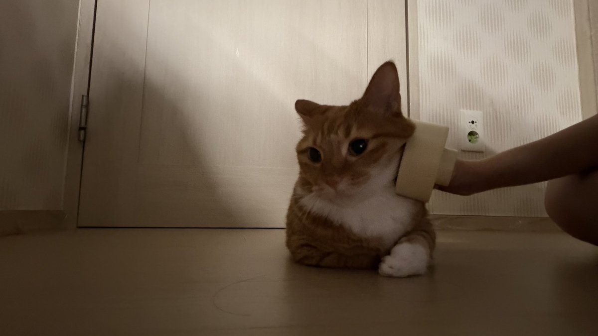 neungi_beoseos's tweet photo. 새벽만 되면 아련해지는 고양이 https://t.co/8SOM85u0FP