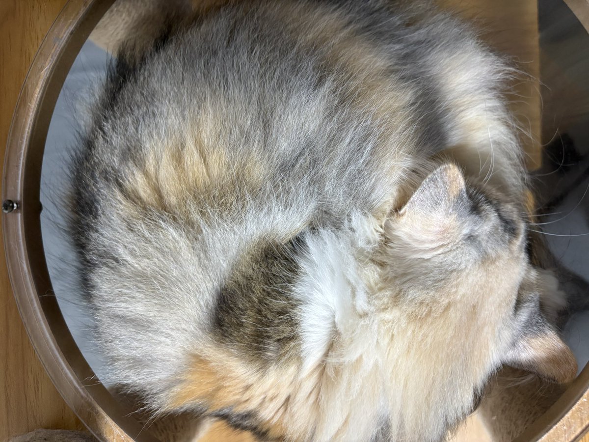 LICO_Dailycat's tweet photo. 猫睡眠トルネード https://t.co/y35aJRBFFS