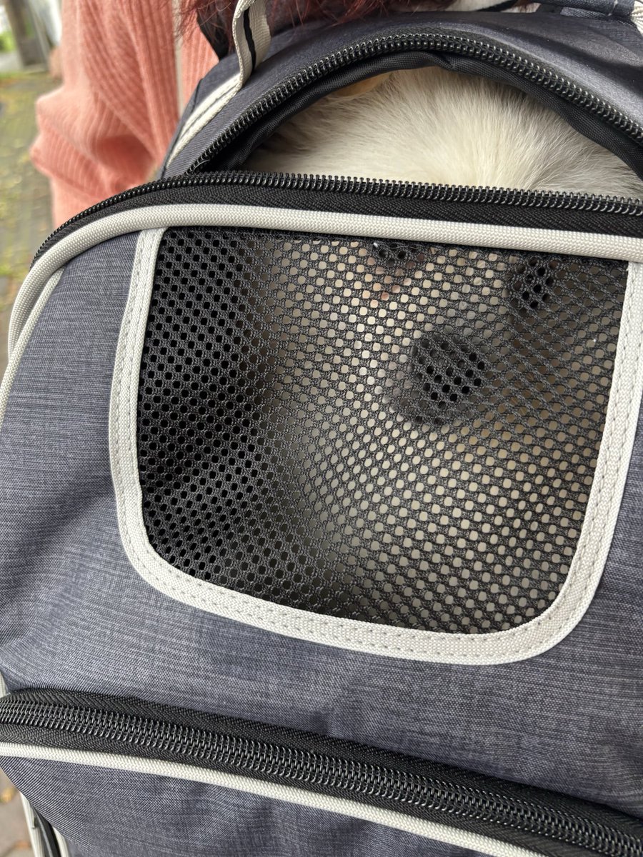 milchan11's tweet photo. 日本はペット後進国。
JRも地下鉄も私鉄も
ペットカー禁止
大型犬NG
狭いリュックやバッグに入れなければ乗れない  ＃犬のいる暮らし　＃犬のいる幸せ　　＃ポメラニアン　＃spitzbot https://t.co/JIO8zF4JoE