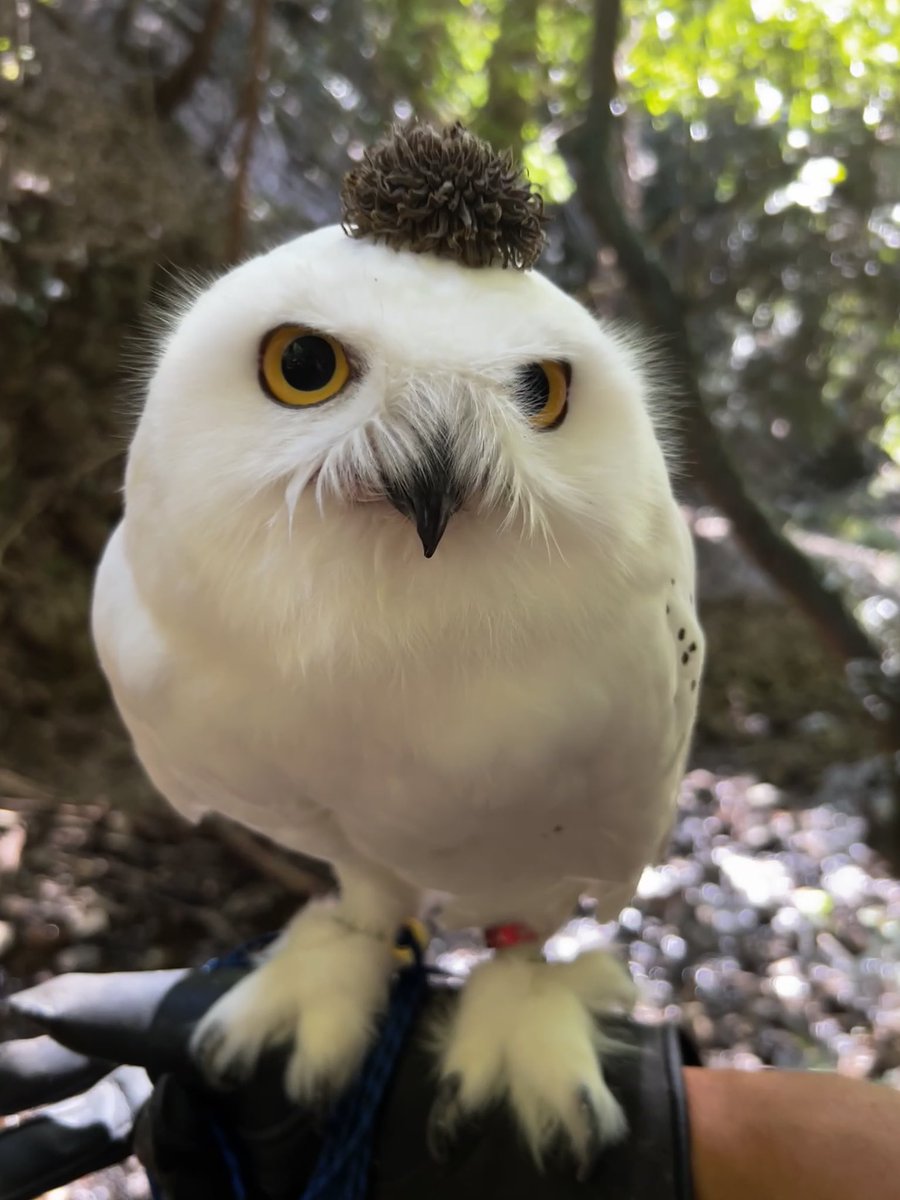 wattan0214's tweet photo. Daytime walk 𓅓 

昼さんぽ  𓅓 

#snowyowl #シロフクロウ #fluffy #floof #birdlovers https://t.co/KBMWcegdwp
