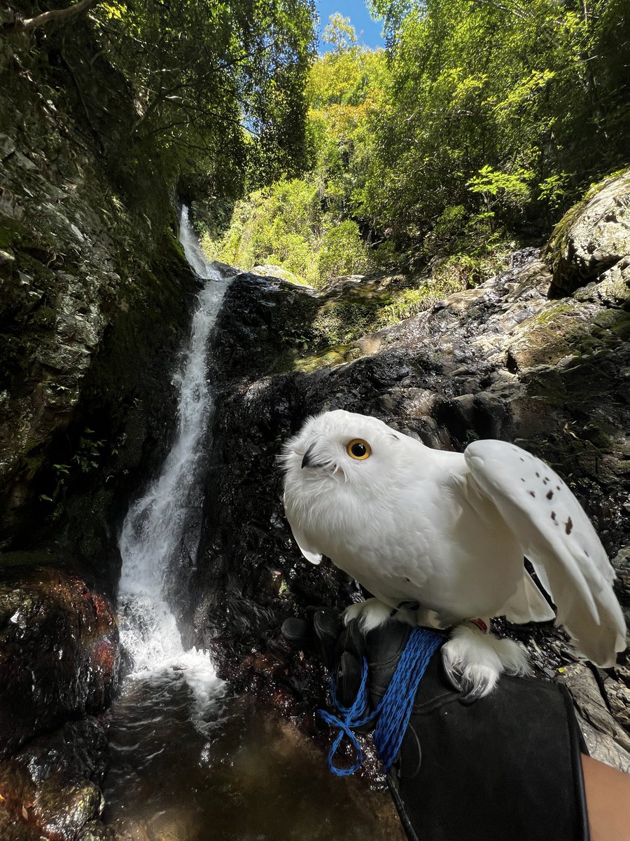 wattan0214's tweet photo. Daytime walk 𓅓 

昼さんぽ  𓅓 

#snowyowl #シロフクロウ #fluffy #floof #birdlovers https://t.co/KBMWcegdwp