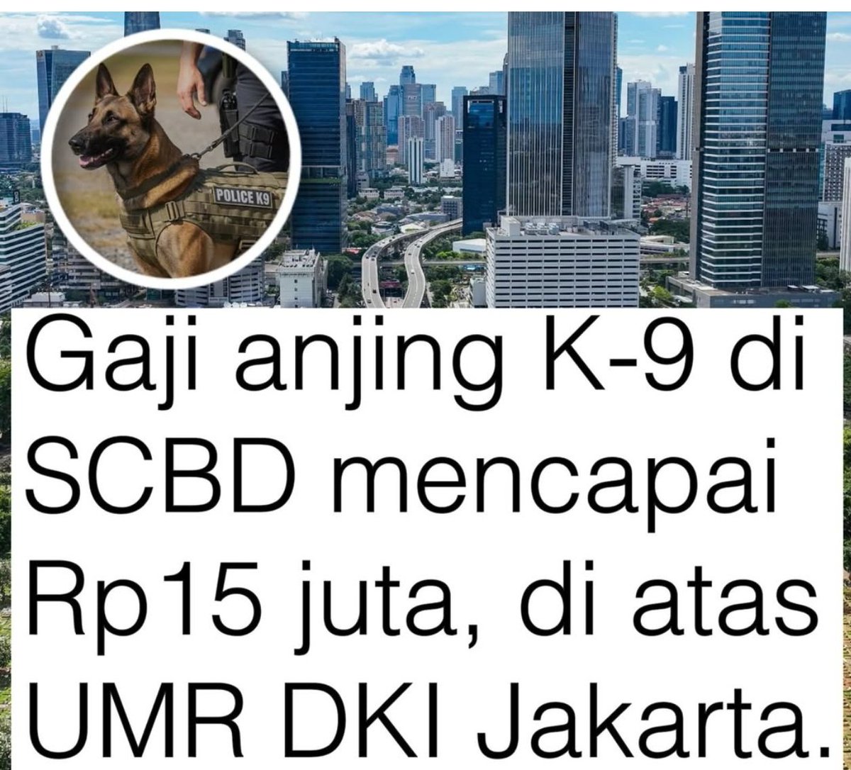 Mr_MountBlanc's tweet photo. Gaji anjing 15jt rupiah??? Wkwkwk 😄

Anjing tidak menerima uang atau gaji secara langsung, tapi angka tsb adalah biaya layanan atau sewa yang dibayarkan kepada perusahaan penyedia jasa pengamanan.

Biaya belasan juta rupiah tsb mencakup perawatan harian, pakan premium, pemeriksaan kesehatan rutin, perlengkapan, serta jasa pawang profesional (handler) yang mendampingi.

sblum bertugas, anjing K9 seperti jenis German Shepherd atau Belgian Malinois memerlukan pelatihan khusus (specialized training) yang memakan biaya dari Rp30 juta hingga Rp300 juta per ekor.