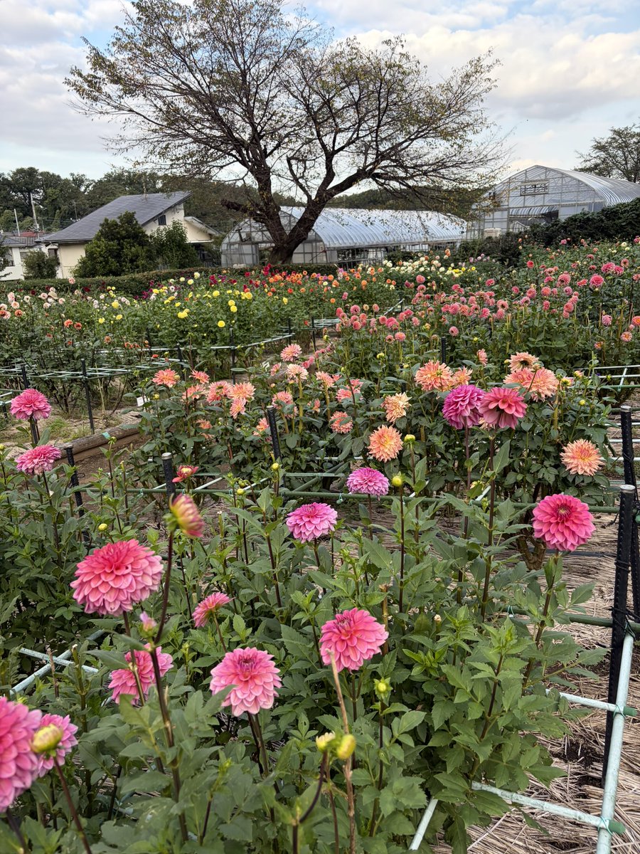 Firepanda777's tweet photo. 町田ダリア園に来てみた。咲き誇るたくさんの���リア。これだけ様々な種類が作られたことに驚くとともに、今なお品種改良が続けられていることに驚嘆する。ダリアは今が見頃です。 https://t.co/M4DHS6suyo