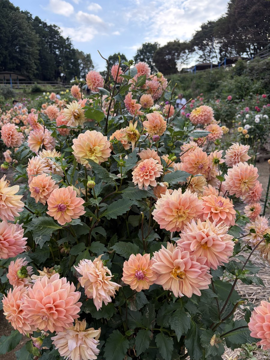 Firepanda777's tweet photo. 町田ダリア園に来てみた。咲き誇るたくさんの���リア。これだけ様々な種類が作られたことに驚くとともに、今なお品種改良が続けられていることに驚嘆する。ダリアは今が見頃です。 https://t.co/M4DHS6suyo
