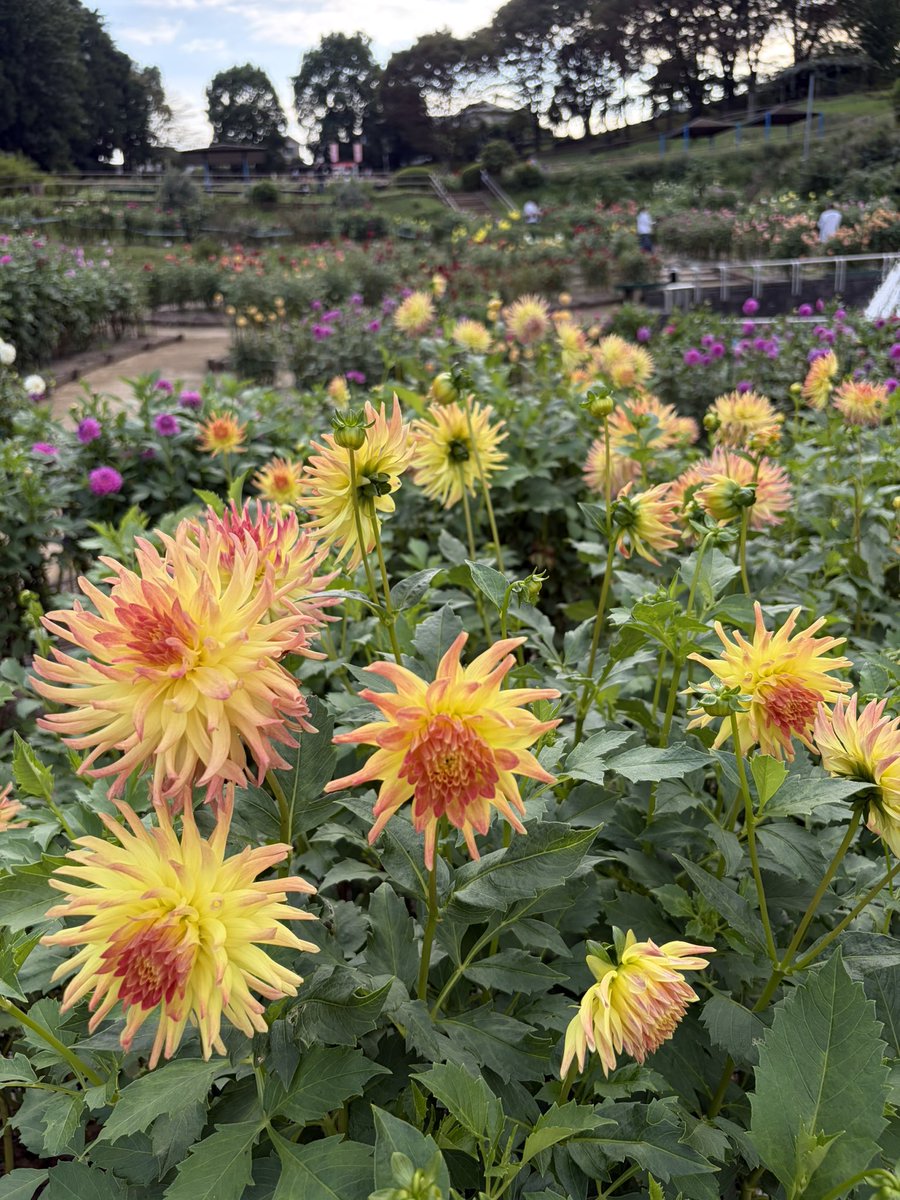 Firepanda777's tweet photo. 町田ダリア園に来てみた。咲き誇るたくさんの���リア。これだけ様々な種類が作られたことに驚くとともに、今なお品種改良が続けられていることに驚嘆する。ダリアは今が見頃です。 https://t.co/M4DHS6suyo