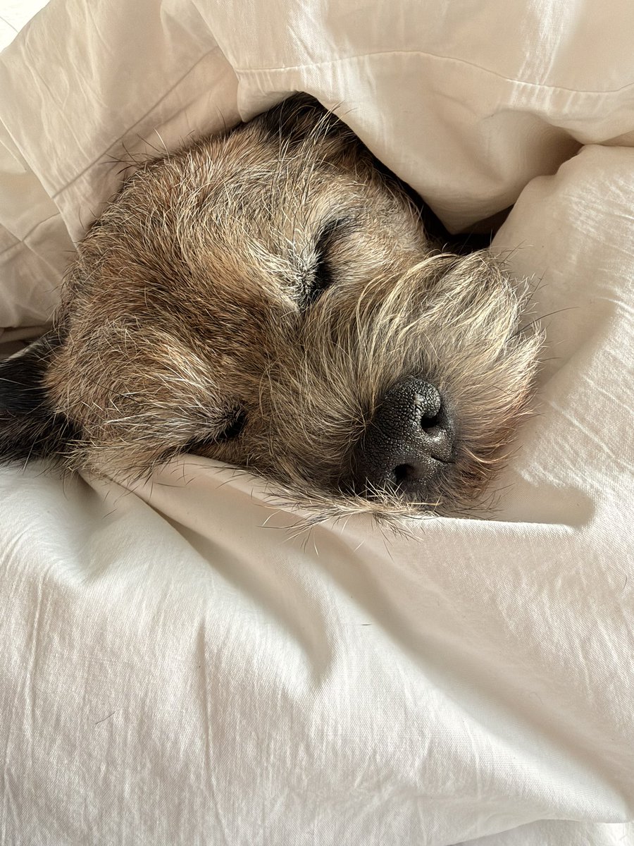 Barnetta_BT's tweet photo. A snoozy Bram burrito 🌯 

💗💕🩷🩷💖🩷💕💗💗💓💓 https://t.co/qPLad60pzH