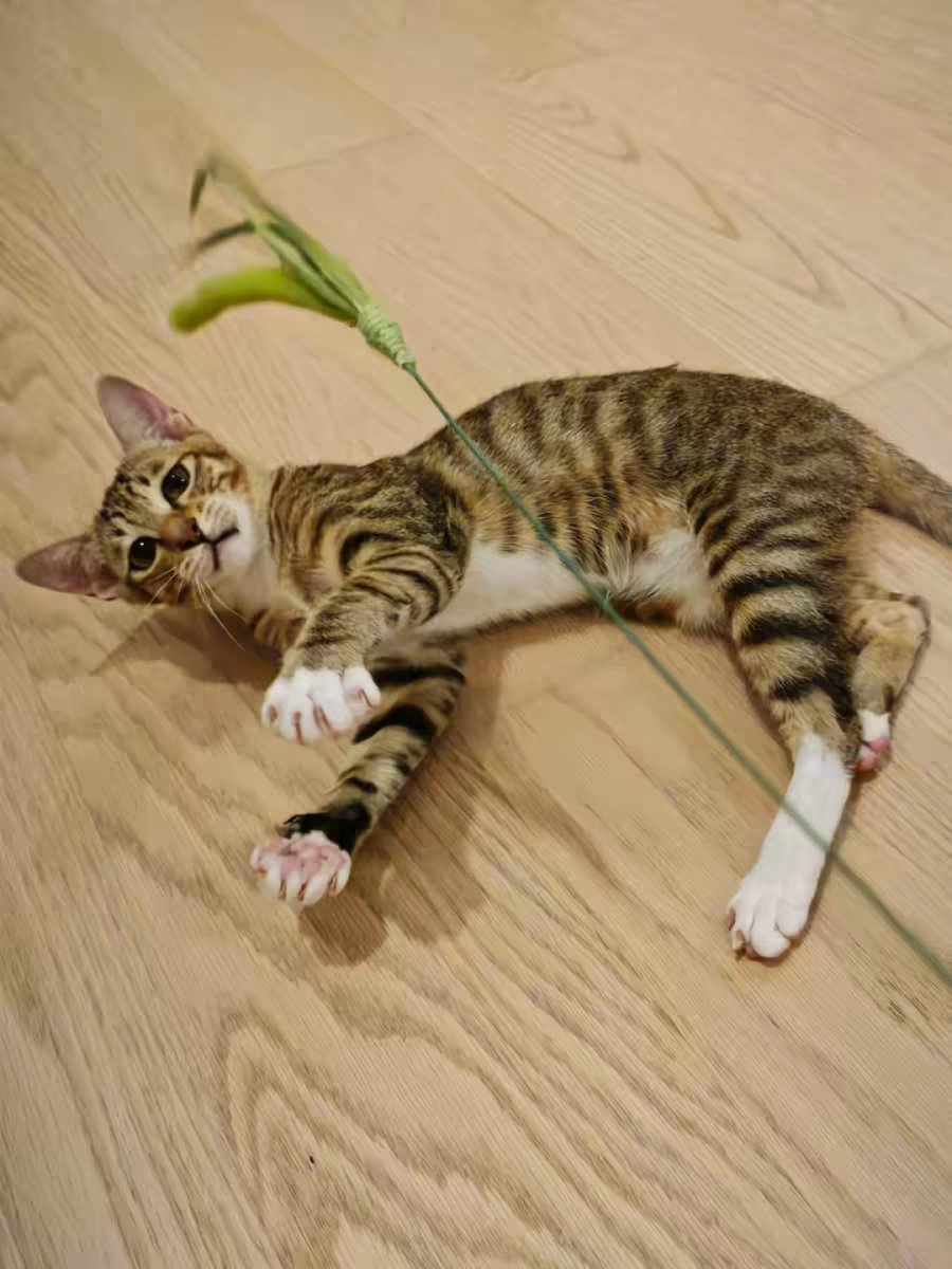 EvelynGlad2joi's tweet photo. Mi gatito Mochi ya tiene 6 meses! Se transformó de un bebé peludo que no paraba de maullar a un mini león que juega todo el día ， https://t.co/Eu12XnrT7A