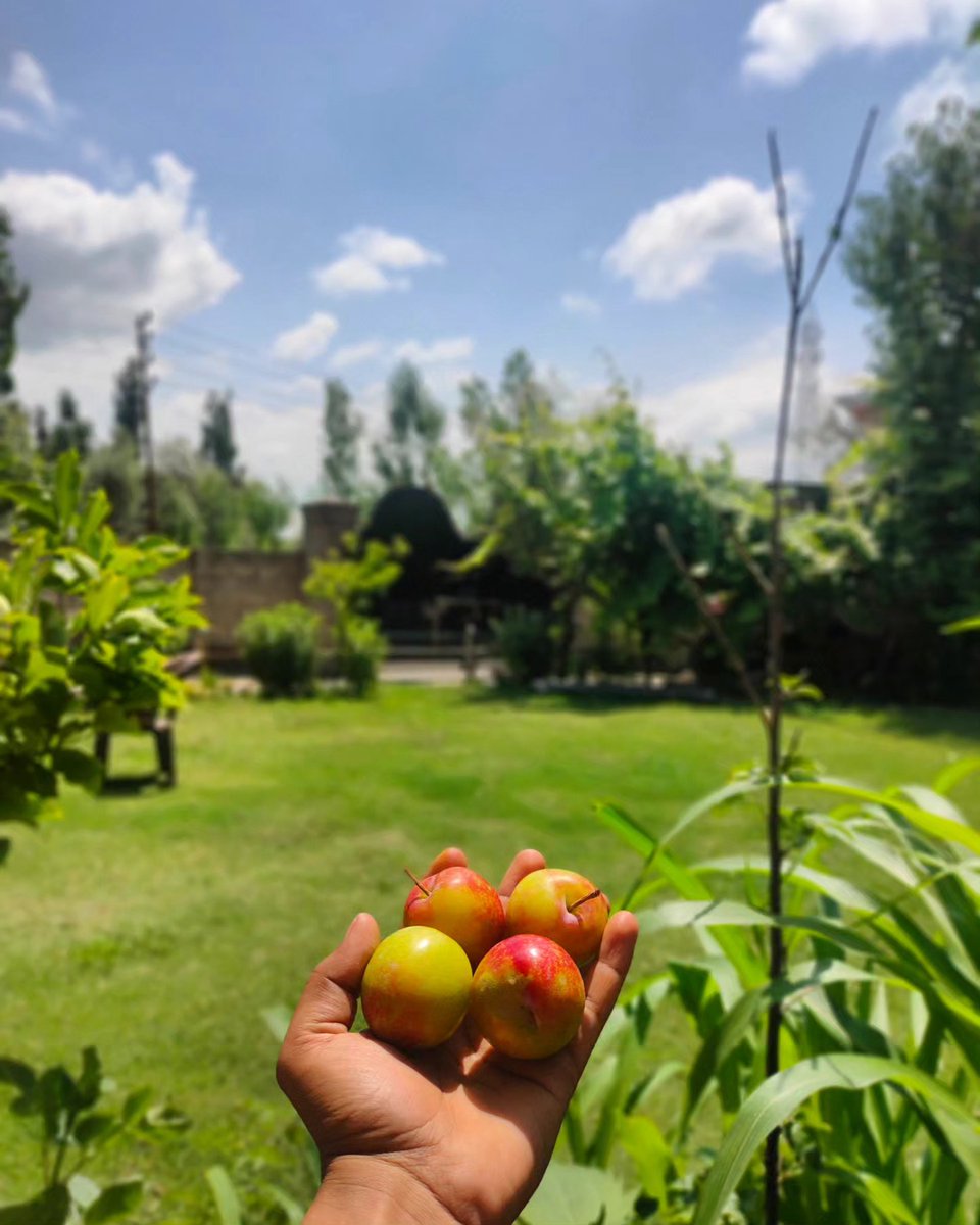 _Bion157's tweet photo. Plum, sweet and irresistible. https://t.co/1xFHAU2Zo0