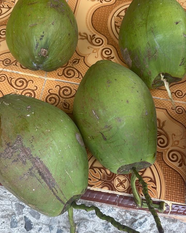 fuzipedro's tweet photo. Minum kelapa muda, segar dan menyegarkan. https://t.co/4AxtDgFRA1