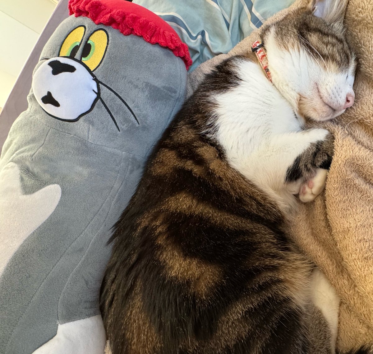 BEMYBABYcafe's tweet photo. 最近寒いから部屋で寝てくれるの嬉しい。毛布涎まみれだけど https://t.co/iH8ISbWbAY