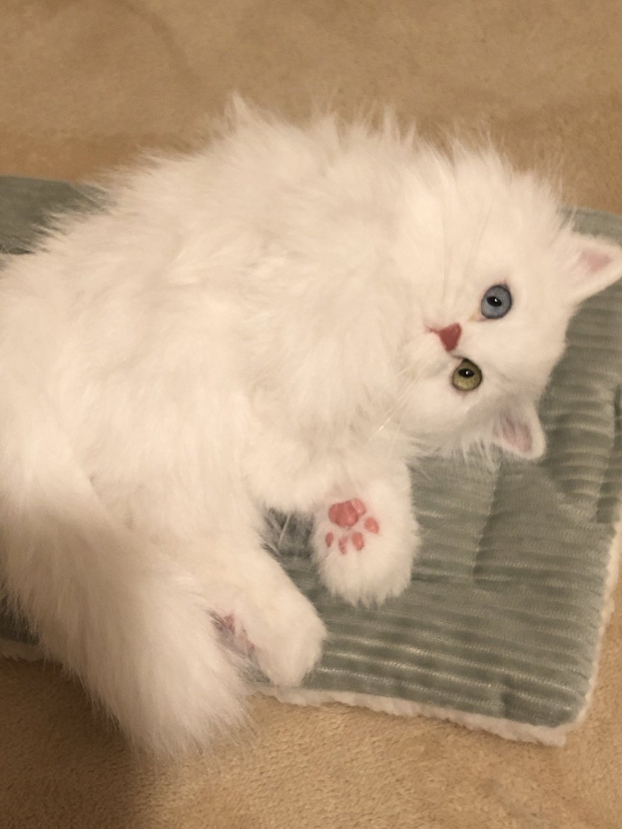 rik27xxx's tweet photo. なんか作りたくなっちゃうオッドアイ💓（この子は里親様が決まっています🙇‍♀️）

#猫
#artdoll https://t.co/qvnLZjlDJ7