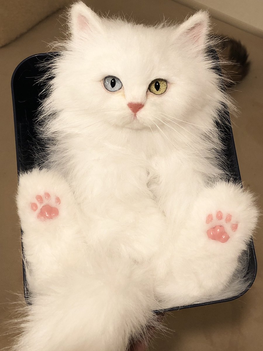 rik27xxx's tweet photo. なんか作りたくなっちゃうオッドアイ💓（この子は里親様が決まっています🙇‍♀️）

#猫
#artdoll https://t.co/qvnLZjlDJ7