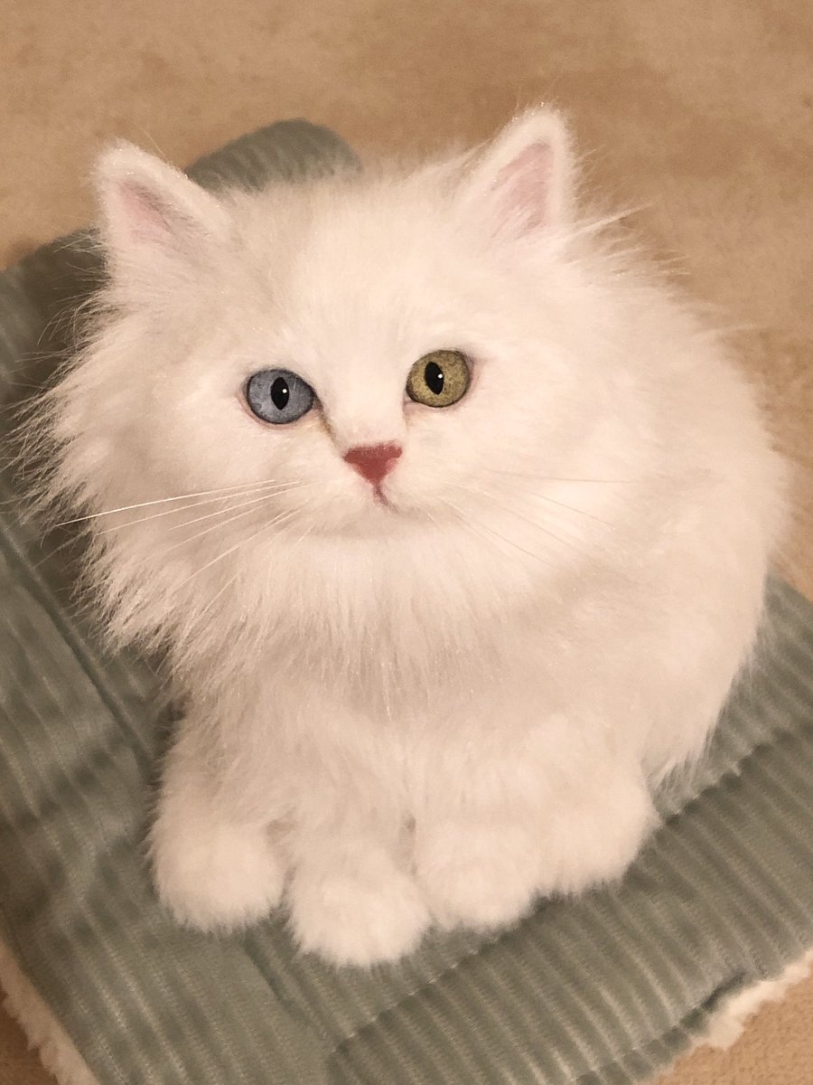 rik27xxx's tweet photo. なんか作りたくなっちゃうオッドアイ💓（この子は里親様が決まっています🙇‍♀️）

#猫
#artdoll https://t.co/qvnLZjlDJ7